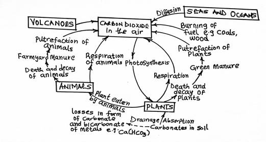 Carbon cycle